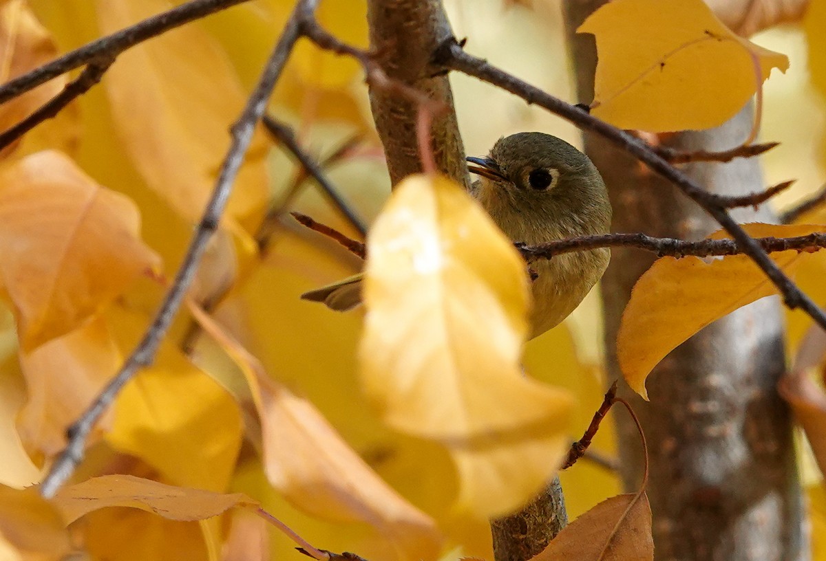 Ruby-crowned Kinglet - Kim Stackpole