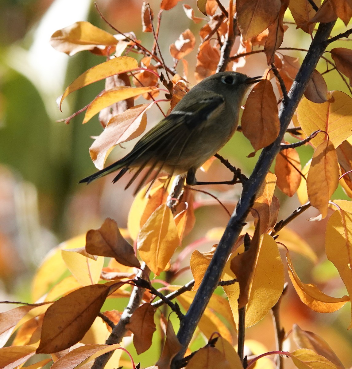 Ruby-crowned Kinglet - Kim Stackpole