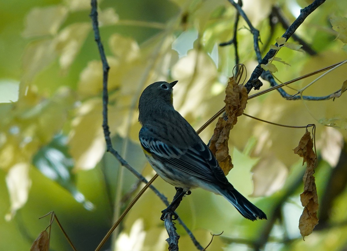 Yellow-rumped Warbler - Kim Stackpole