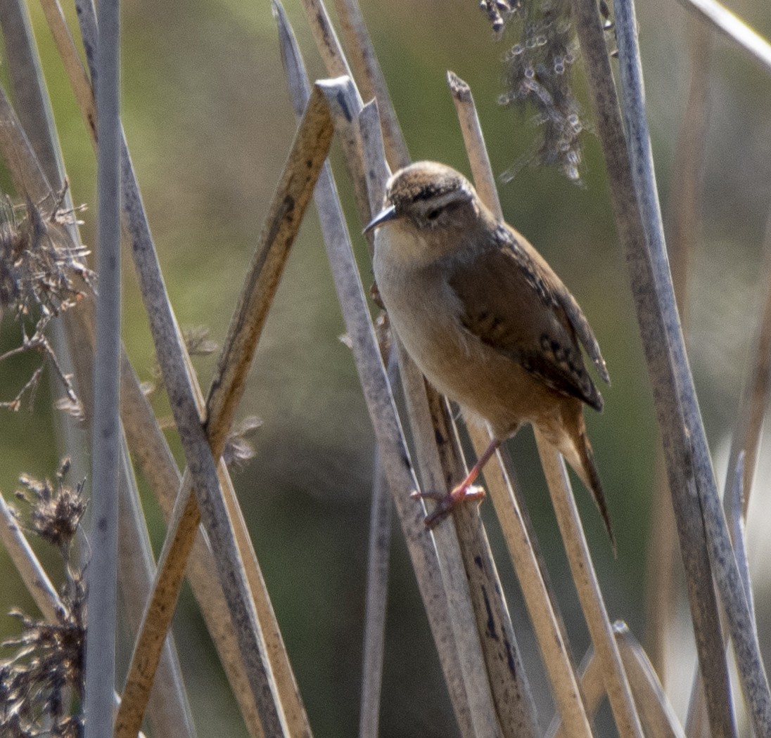 Marsh Wren - ML497230421