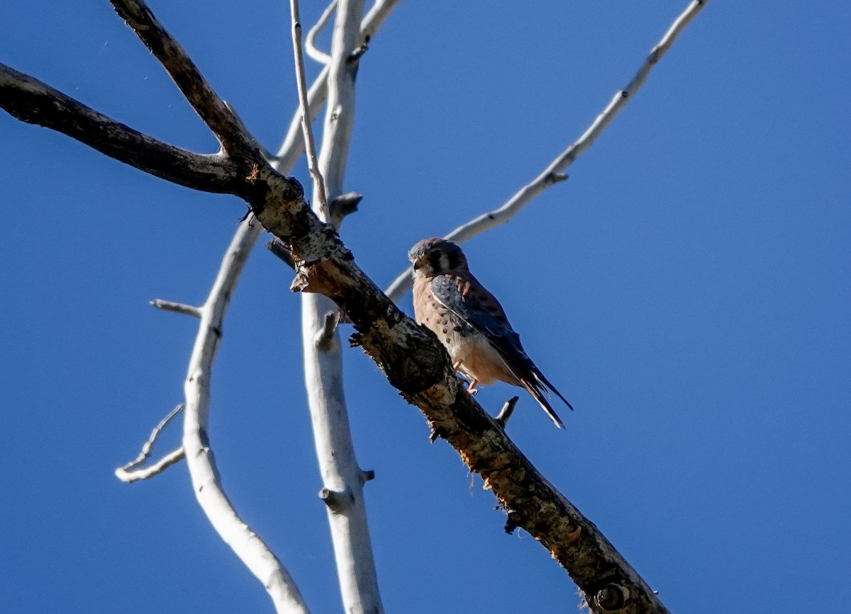 American Kestrel - ML497230621