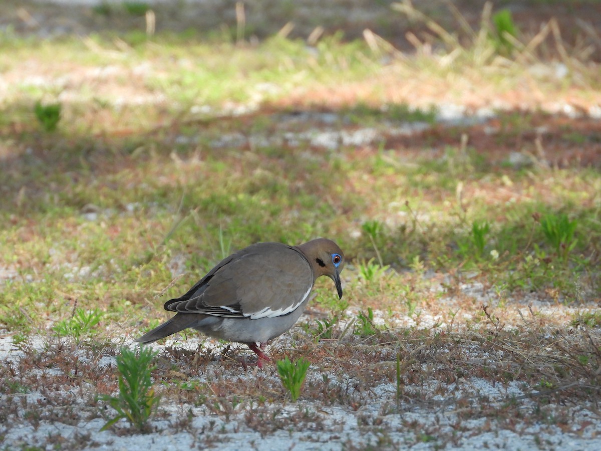 White-winged Dove - 承恩 (Cheng-En) 謝 (HSIEH)