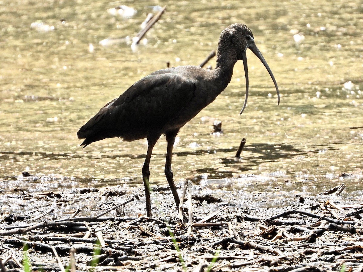 Glossy Ibis - ML497232081