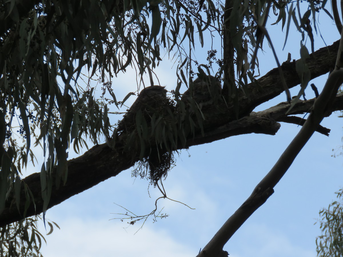 Tawny Frogmouth - ML497234671