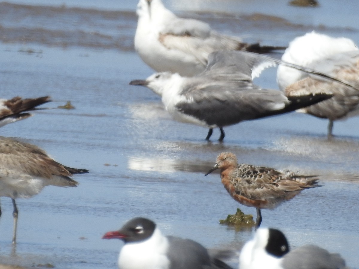 Red Knot - ML497234751