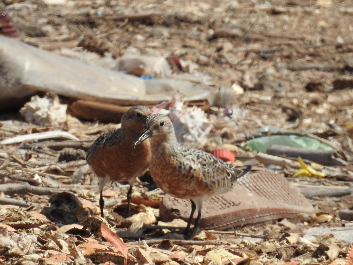 Red Knot - ML497234761