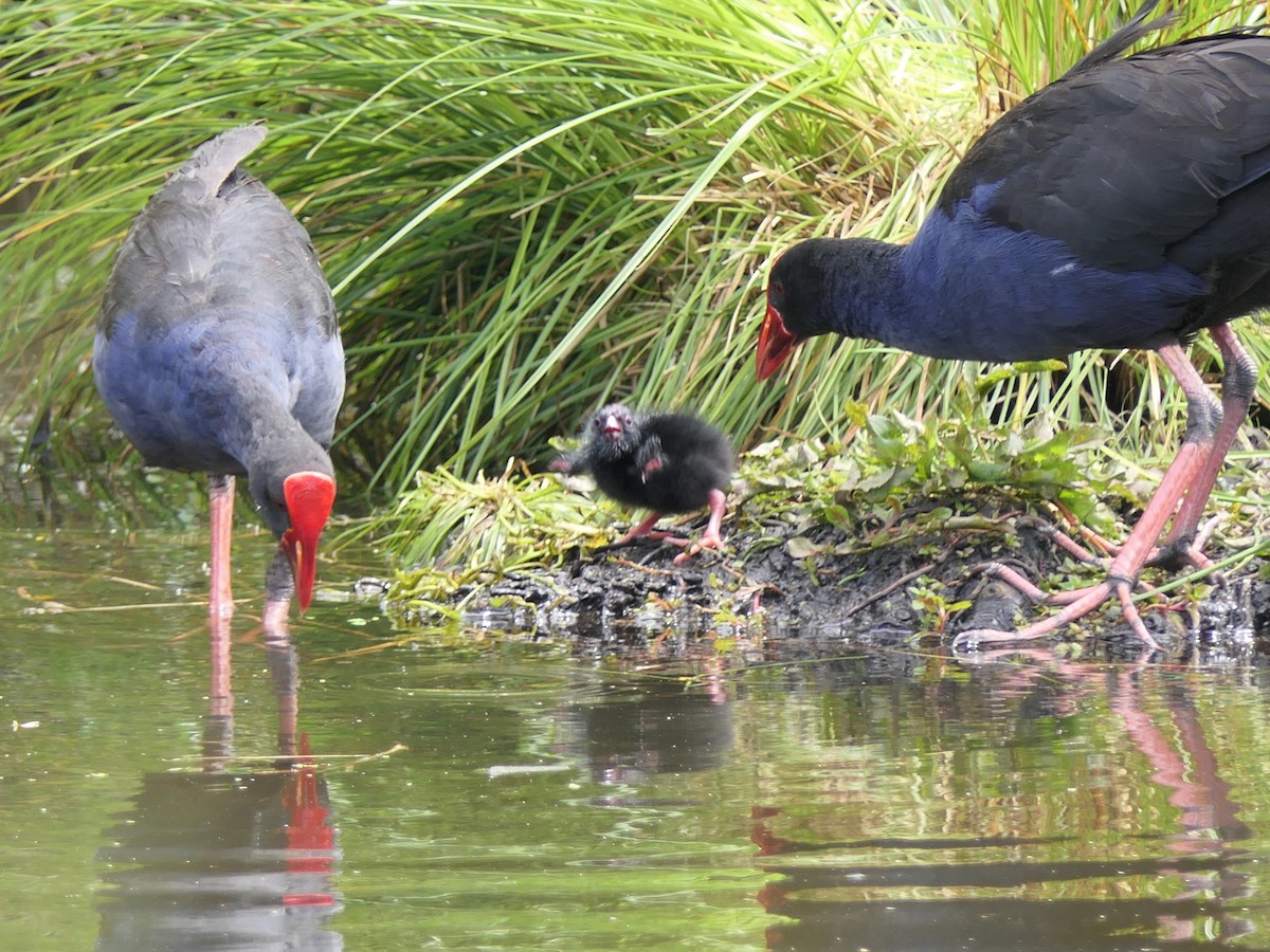 Australasian Swamphen - ML497234781