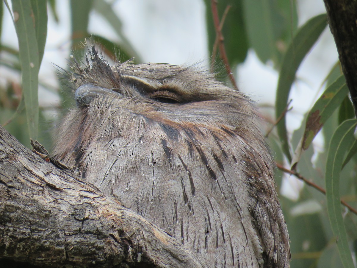 Tawny Frogmouth - ML497234791