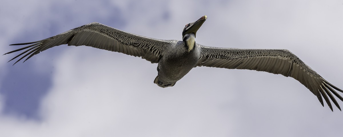 Brown Pelican - David Hall