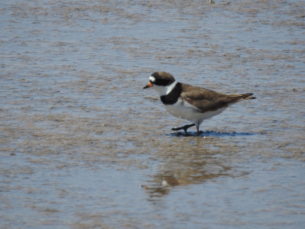 Semipalmated Plover - ML497236471