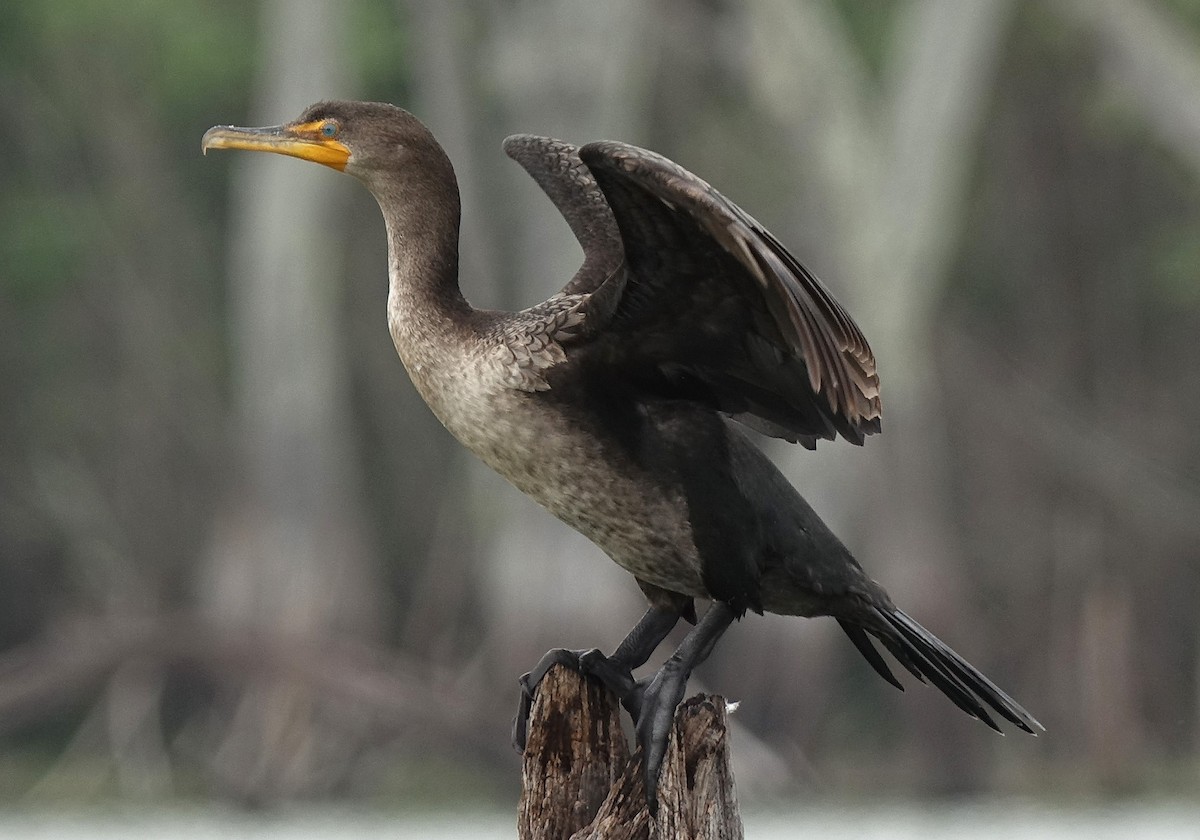 Double-crested Cormorant - Jane Mann