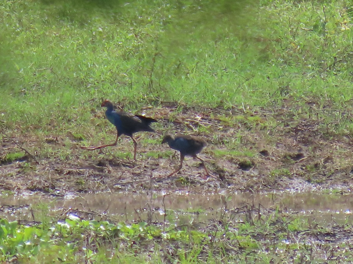 Gray-headed Swamphen - Thomas Brooks