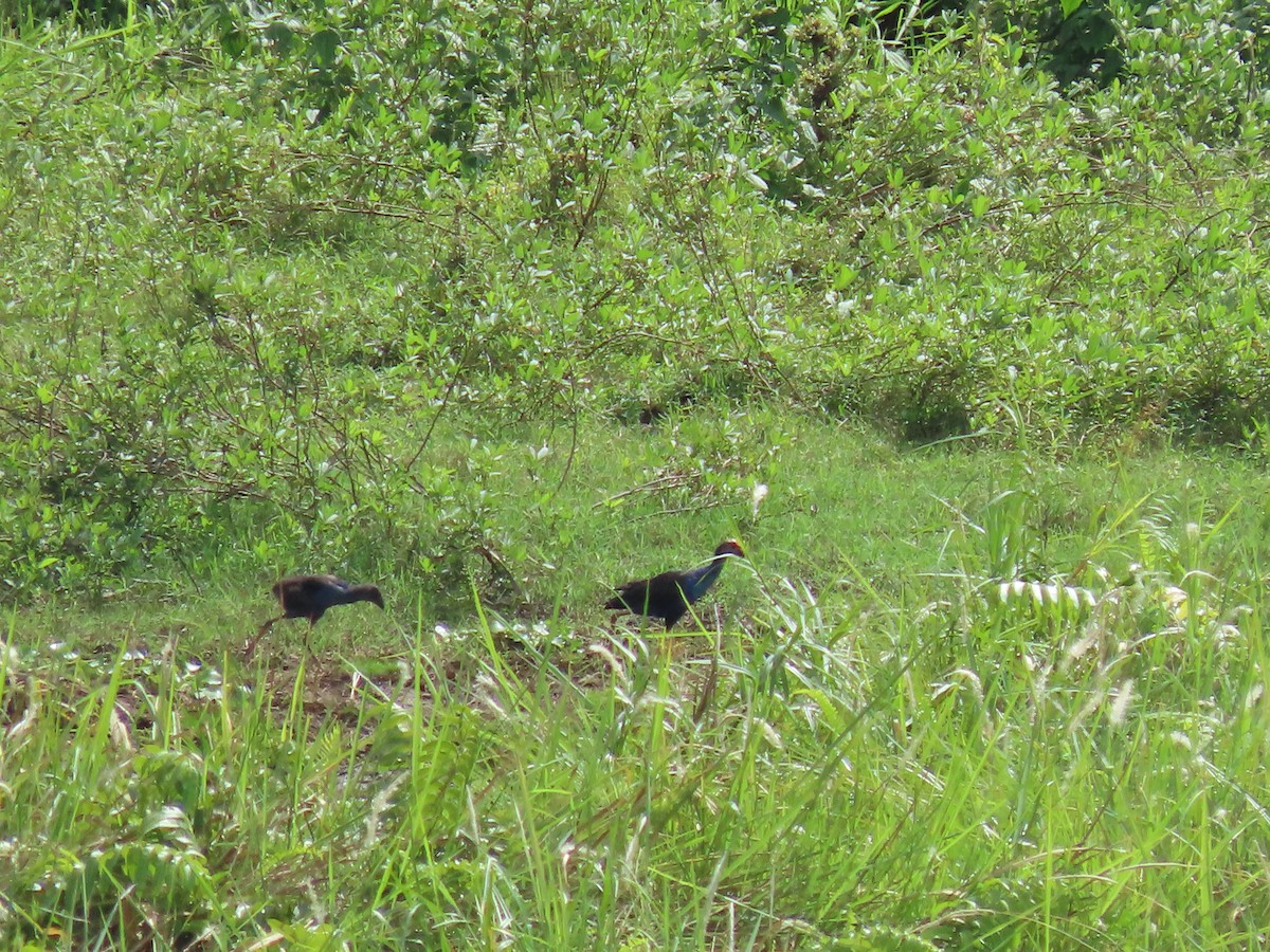 Gray-headed Swamphen - ML497238951