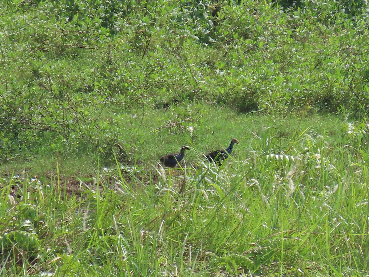 Gray-headed Swamphen - ML497238961