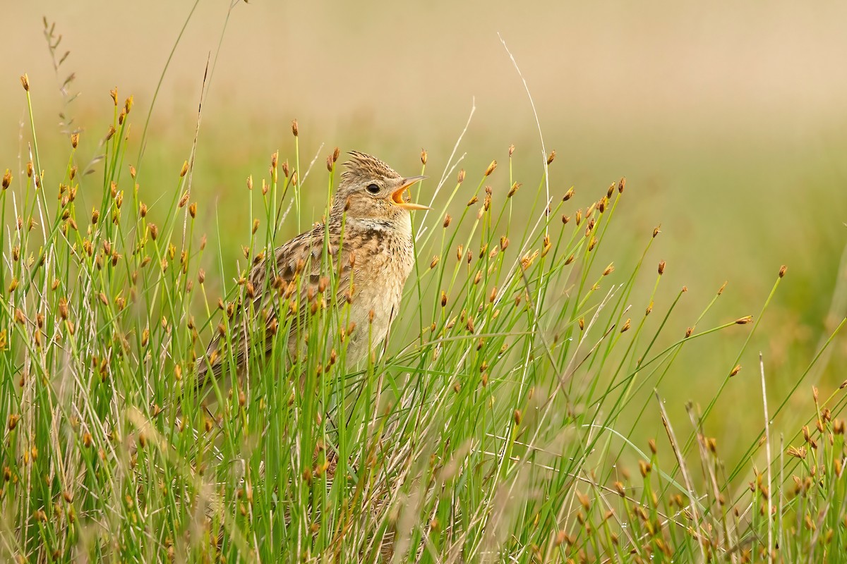 Eurasian Skylark - David Irving