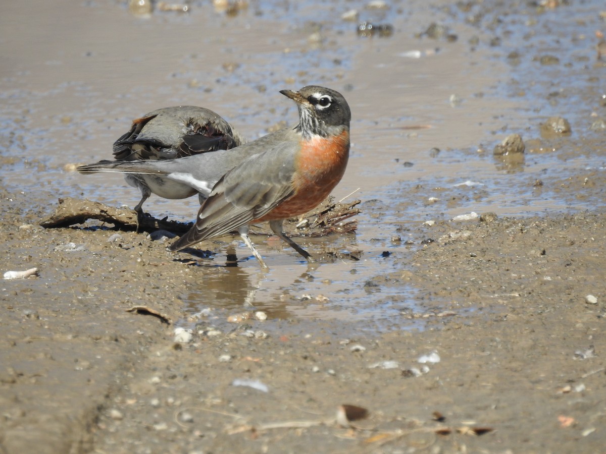 American Robin - ML497243051