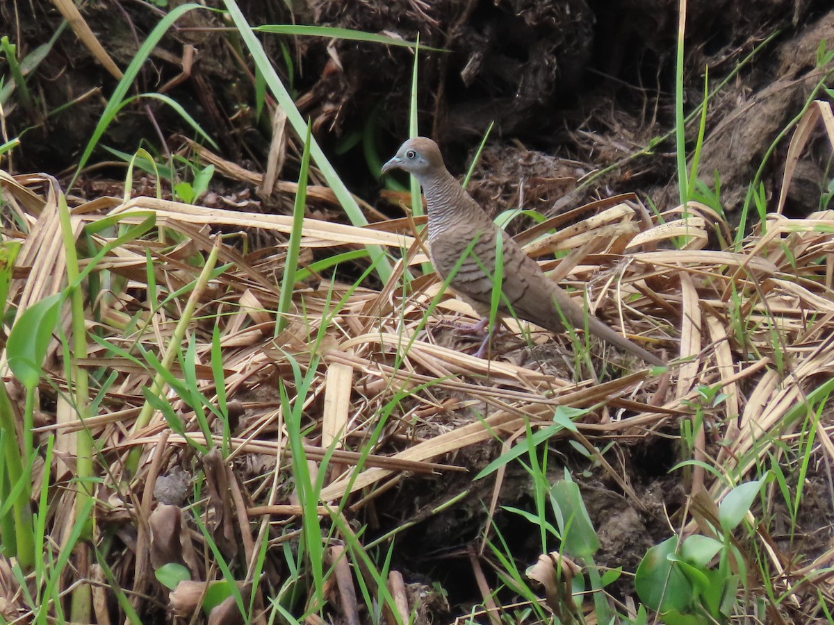 斑馬鳩 - ML497243551