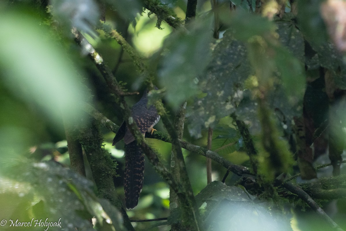 Dusky Long-tailed Cuckoo - ML497243691