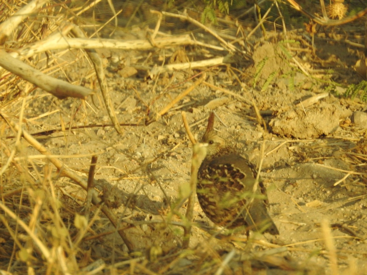 křepel chocholkatý - ML497244001