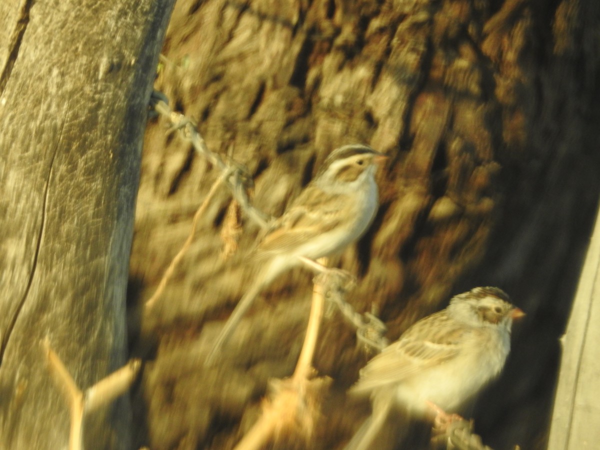 Clay-colored Sparrow - Becky Boley