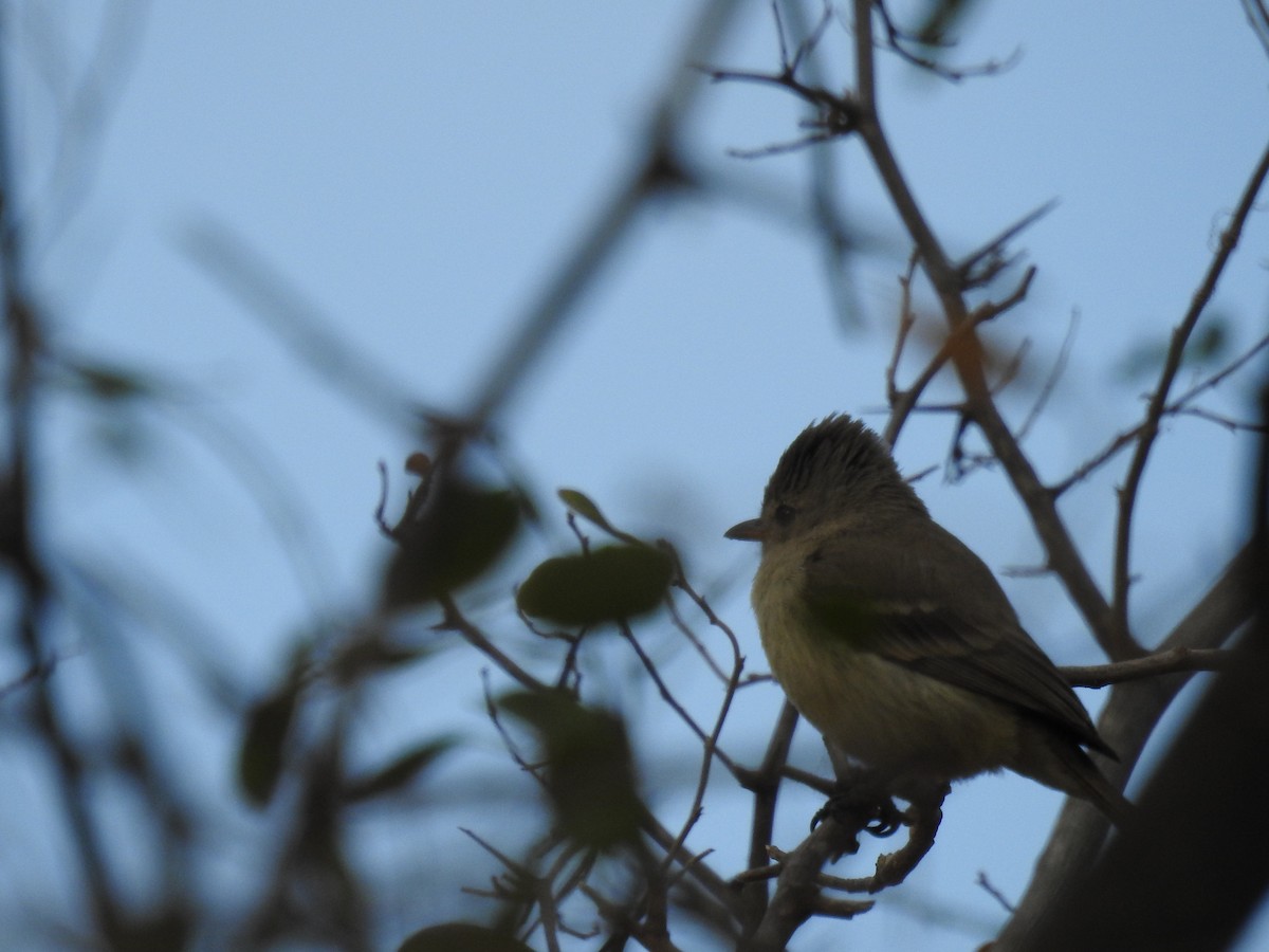 Northern Beardless-Tyrannulet - ML497244431