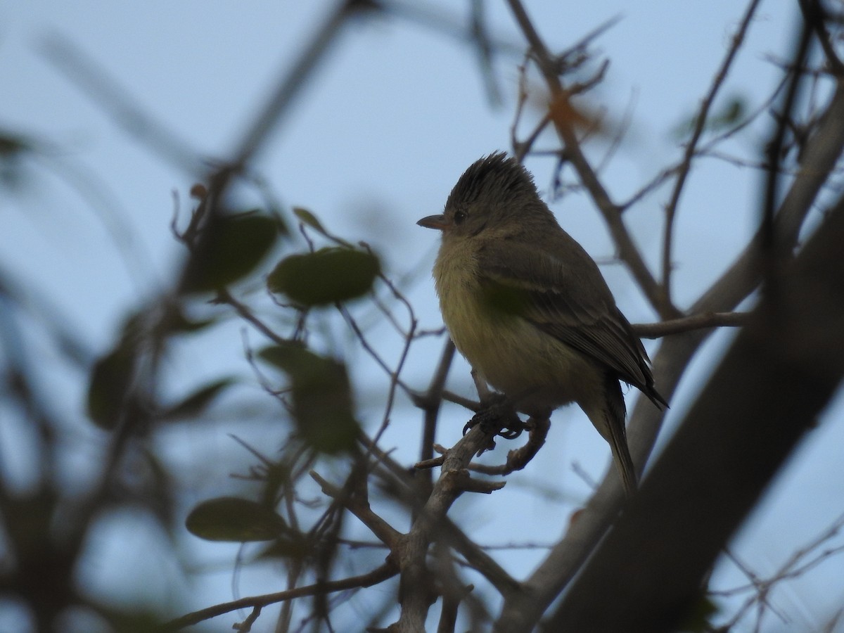 Northern Beardless-Tyrannulet - ML497244451