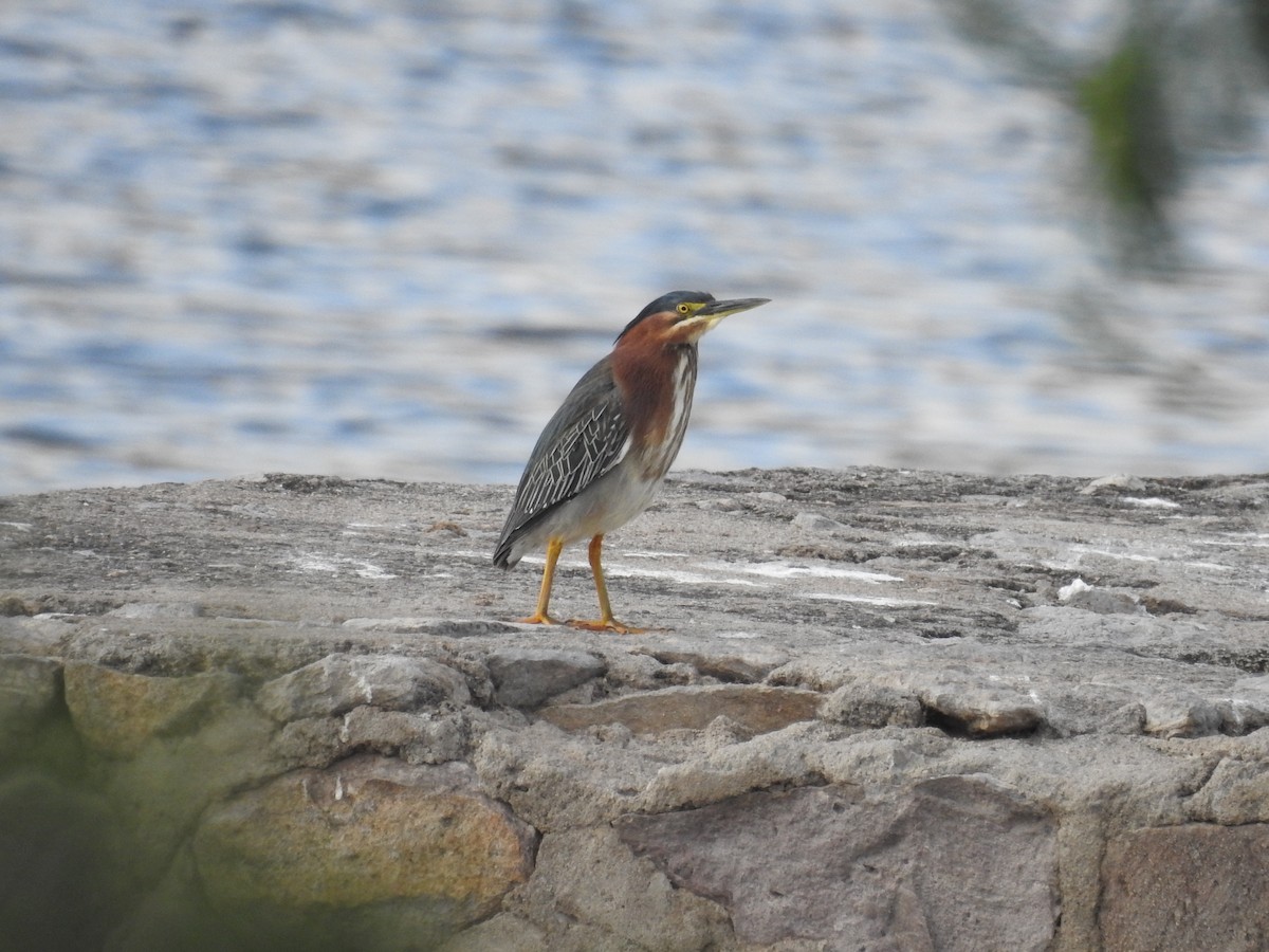 Green Heron - ML497244501