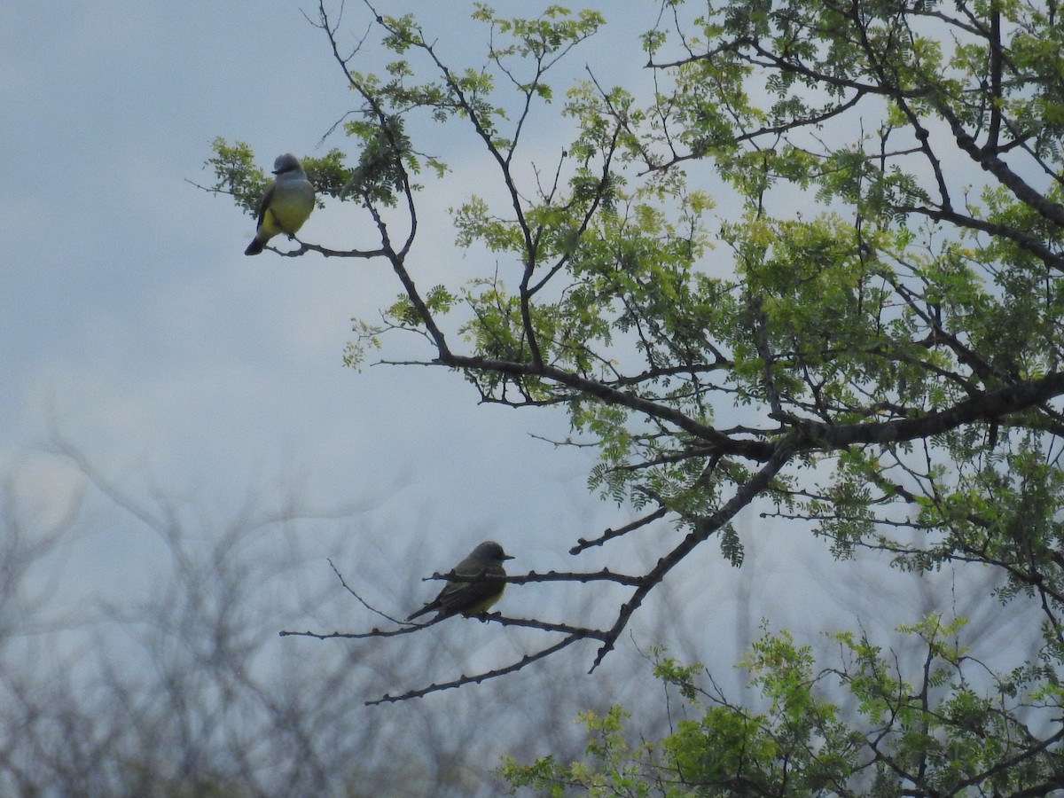 Western Kingbird - Becky Boley