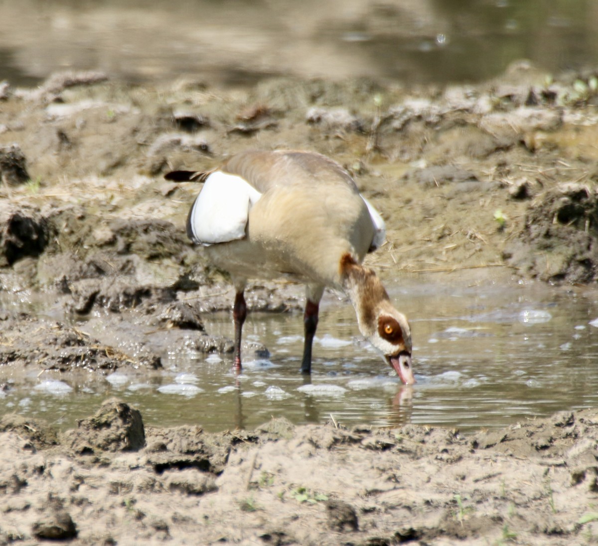 Egyptian Goose - ML497244601