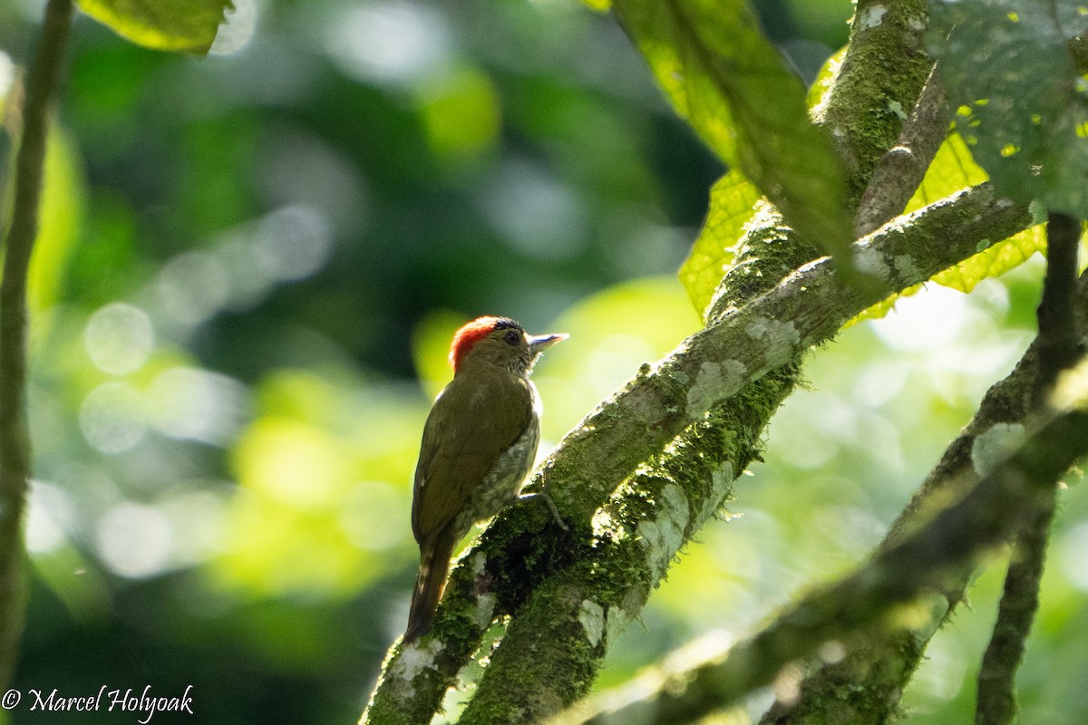 Elliot's Woodpecker - Marcel Holyoak