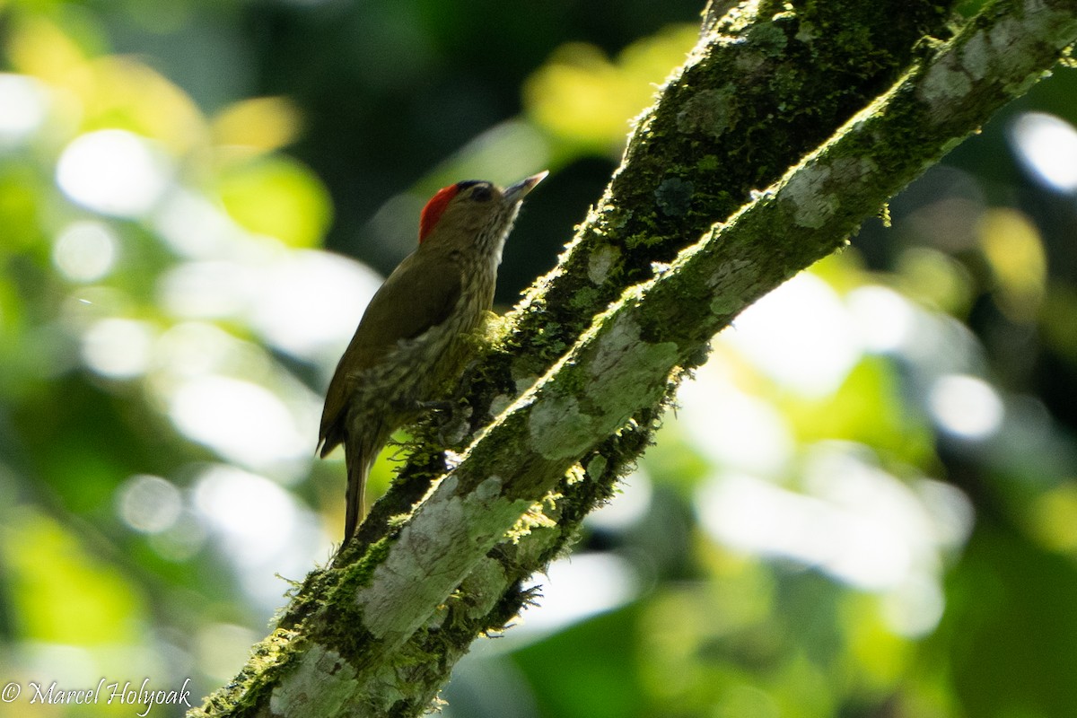 Elliot's Woodpecker - ML497244831