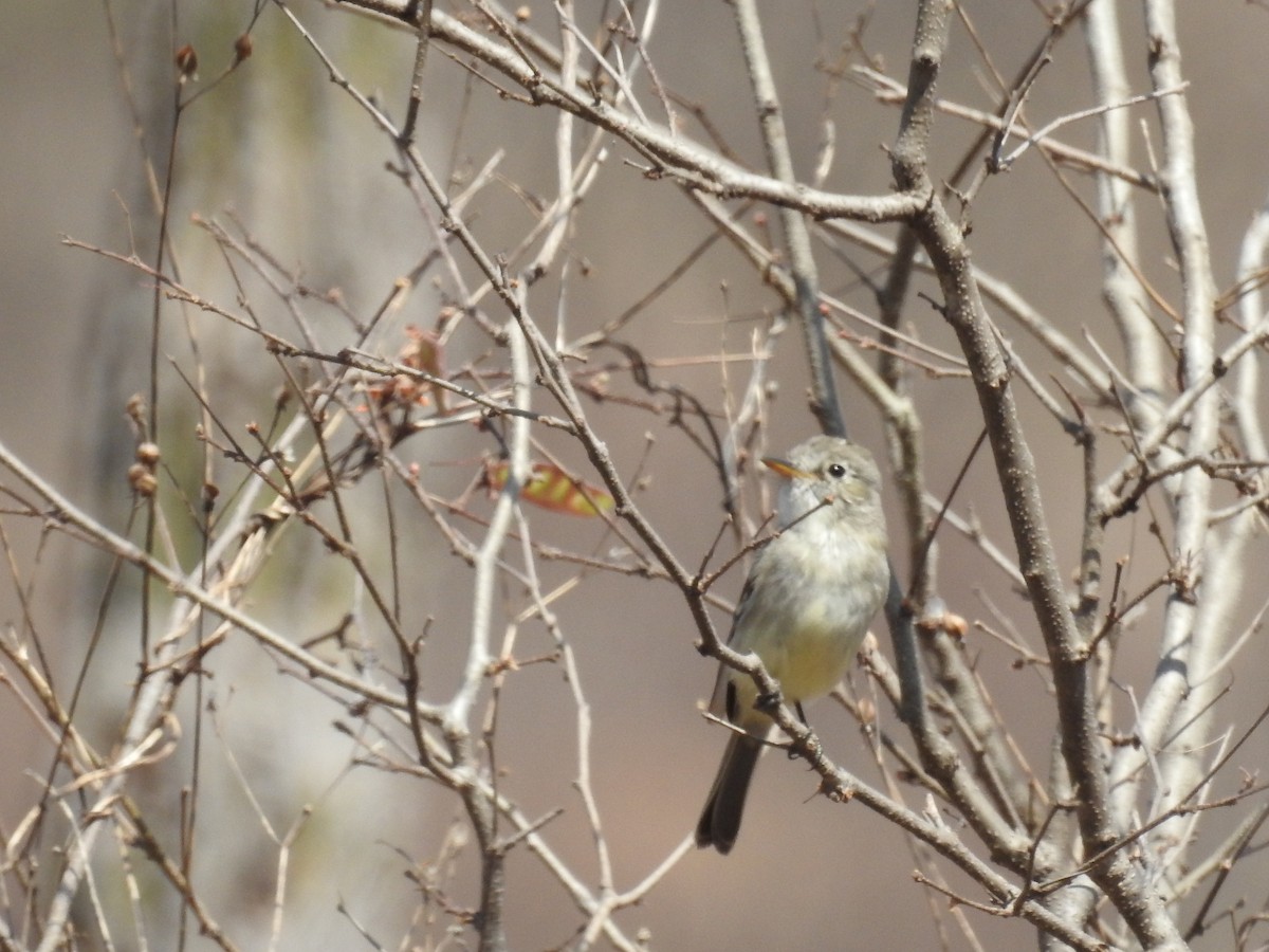 Gray Flycatcher - ML497245371