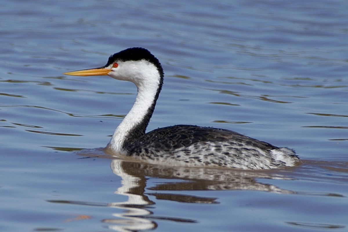 Clark's Grebe - ML497245581