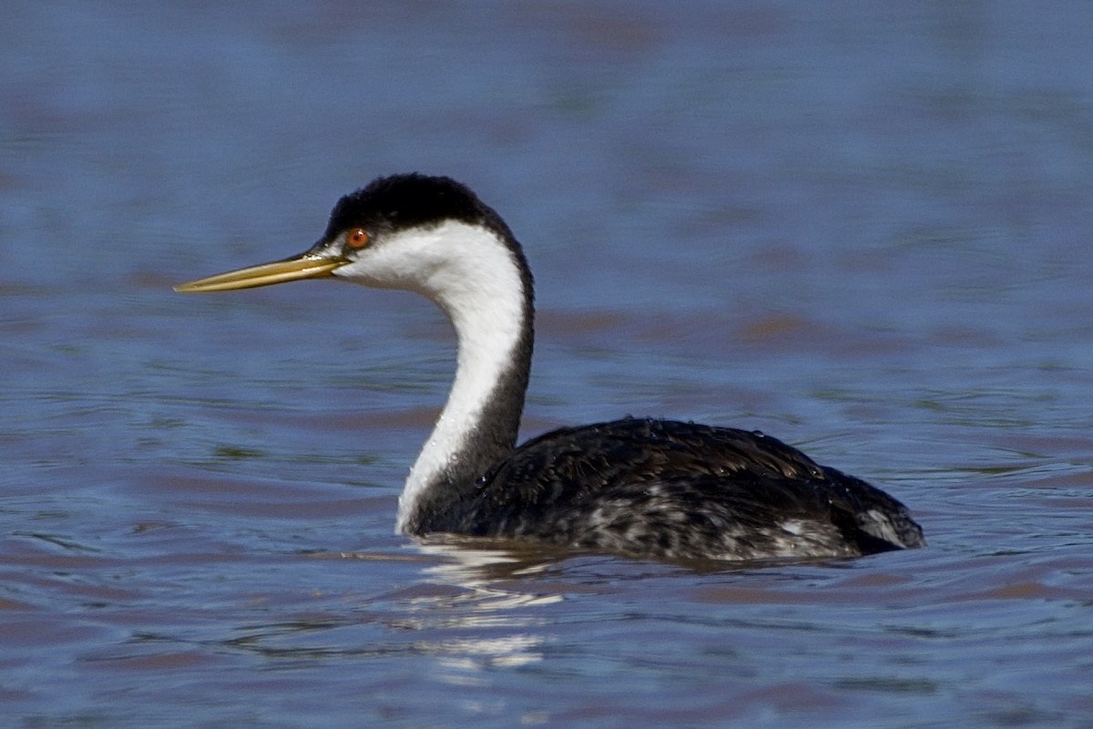 Western Grebe - ML497245611