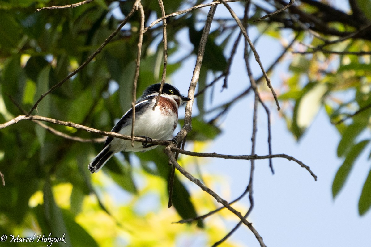 Chinspot Batis - Marcel Holyoak