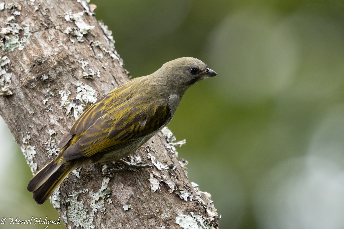 Lesser Honeyguide (Thick-billed) - ML497247671