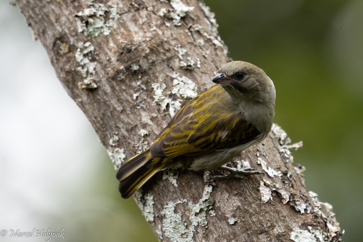 Lesser Honeyguide (Thick-billed) - ML497247681