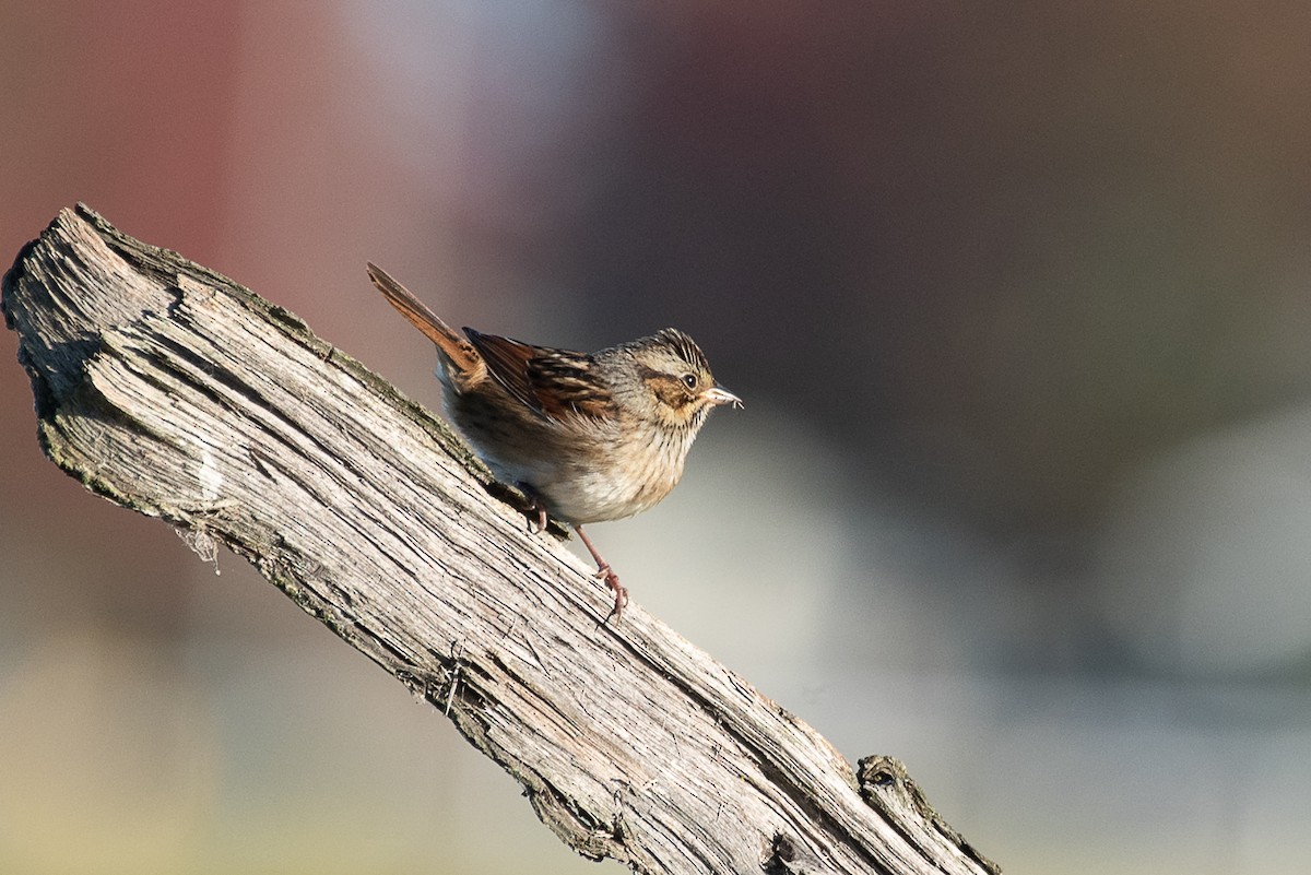 Swamp Sparrow - ML497247711