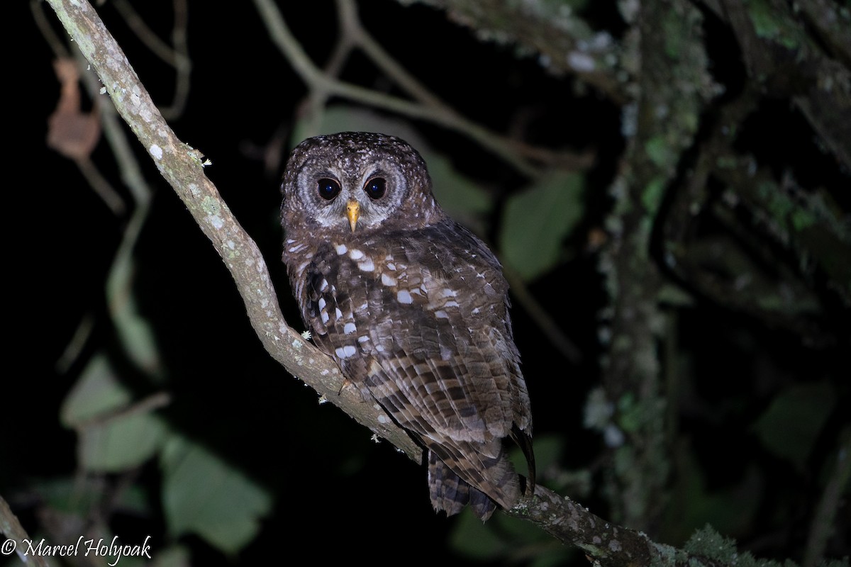 African Wood-Owl - ML497247901