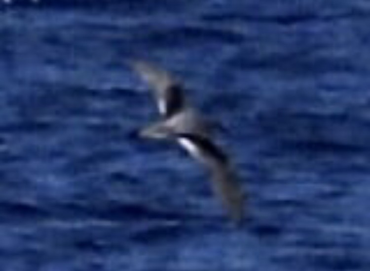 Petrel Moteado - ML497248341