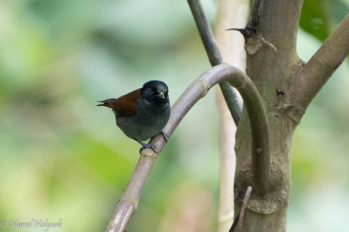 Rwenzori Hill Babbler - ML497248371