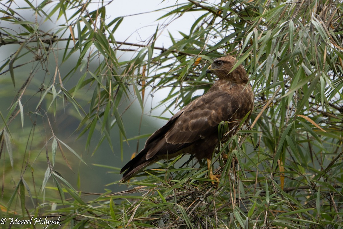 Mountain Buzzard - ML497248461