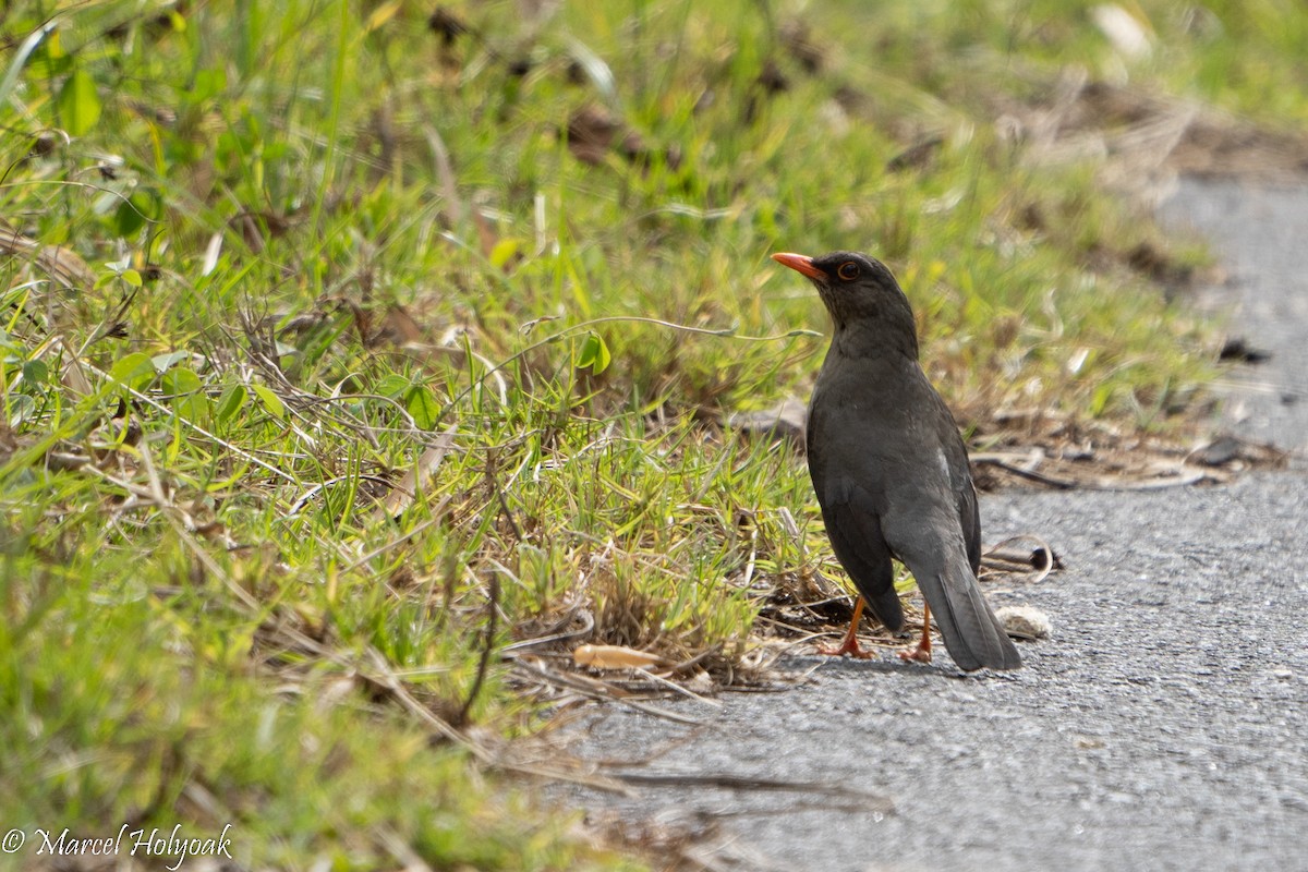 Abyssinian Thrush - ML497248531