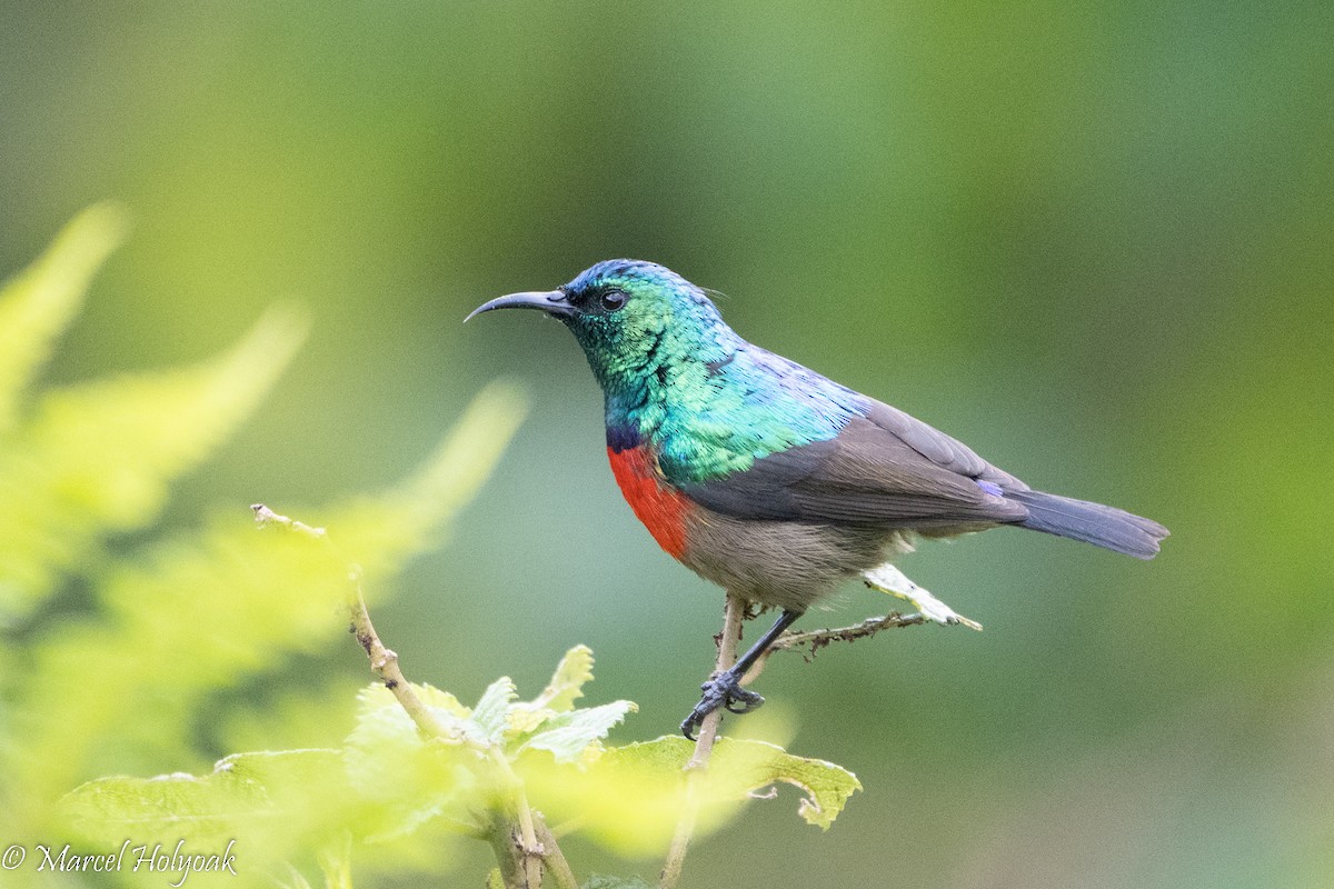 Stuhlmann's Sunbird - ML497248601