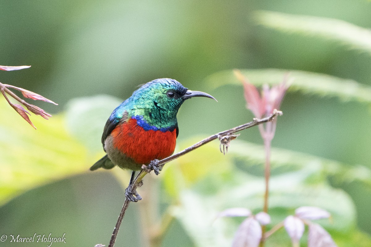 Stuhlmann's Sunbird - ML497248631