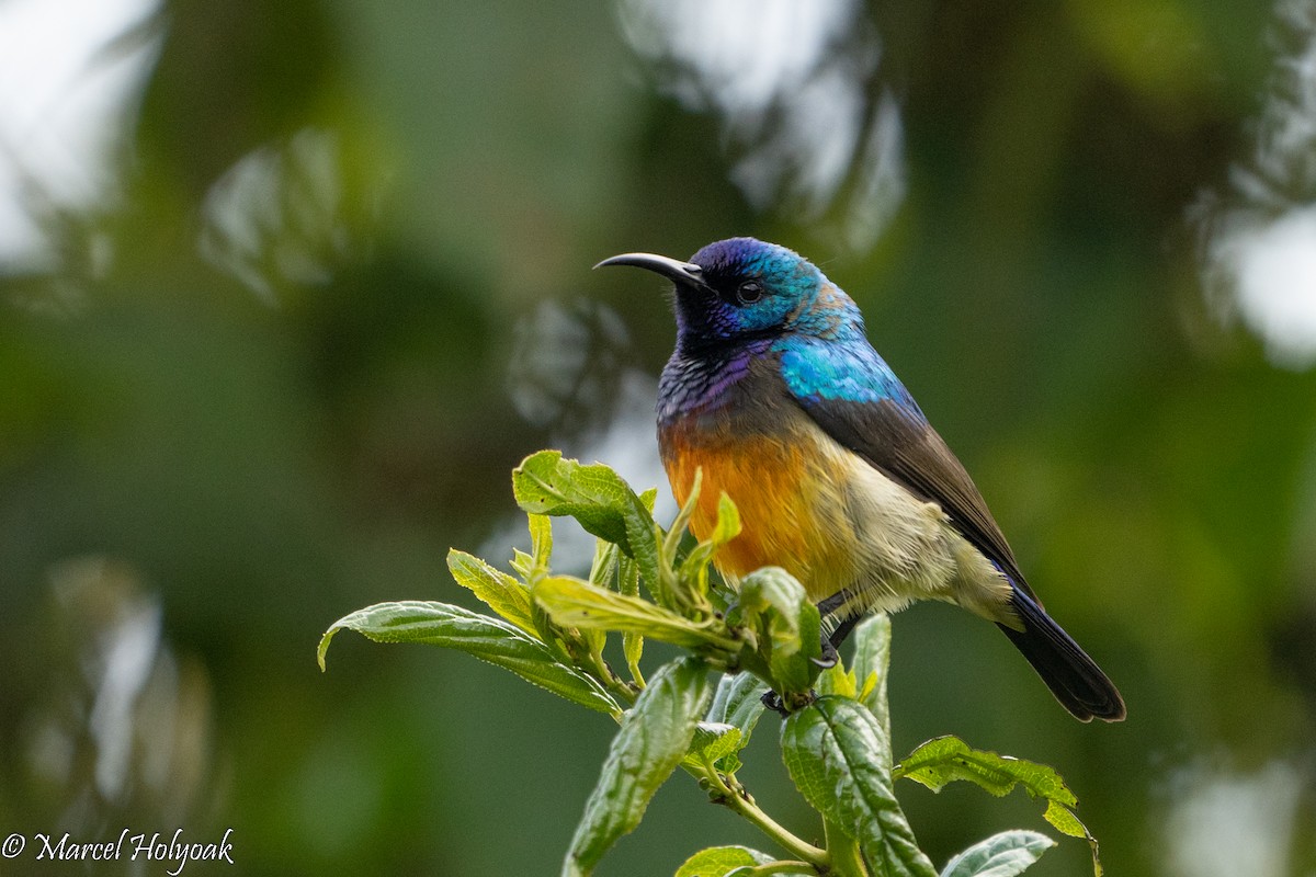 Variable Sunbird - ML497248671