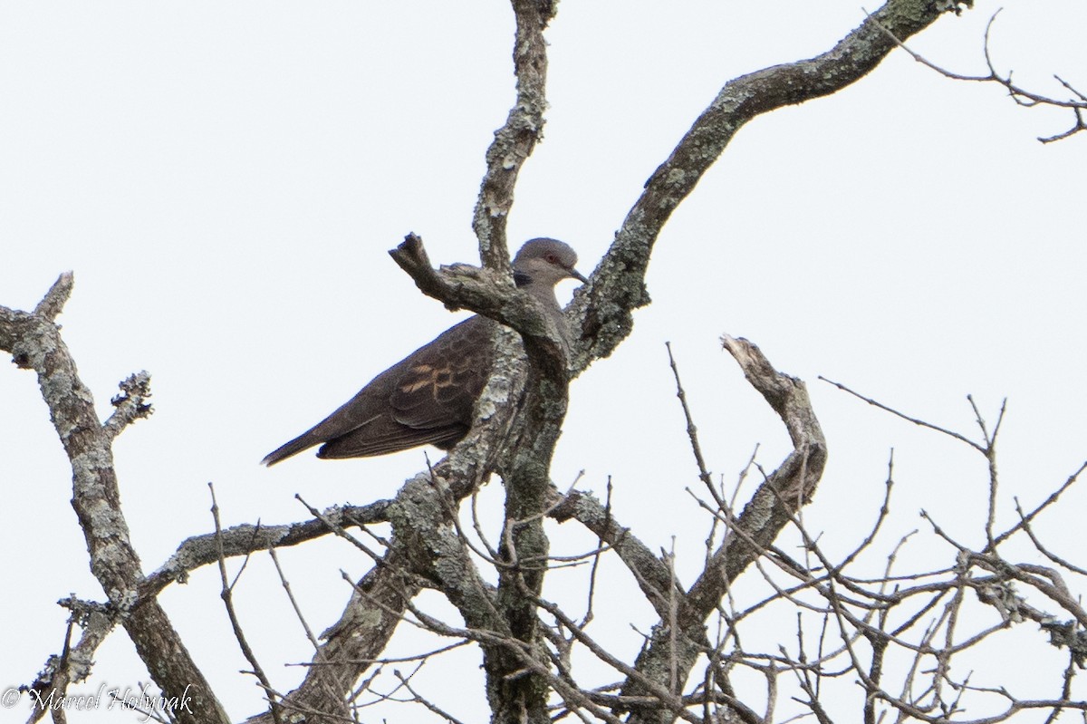 Dusky Turtle-Dove - ML497248721