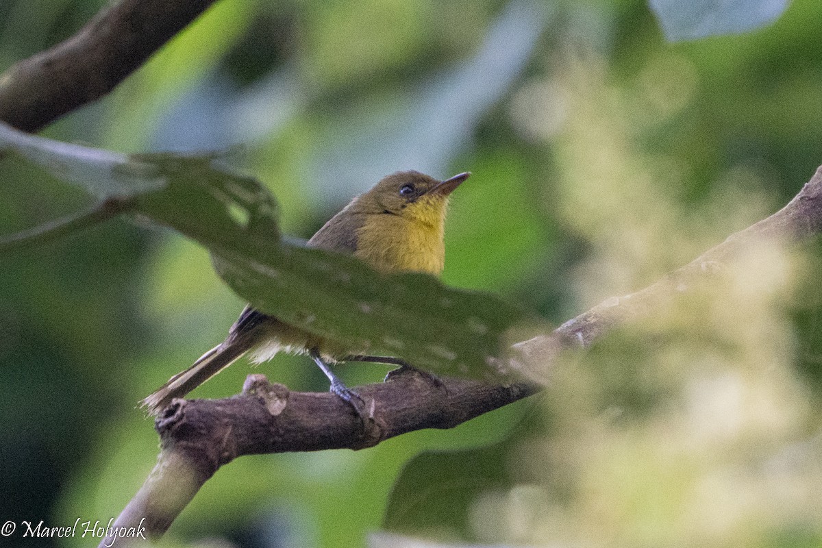 Mountain Yellow-Warbler - ML497249191