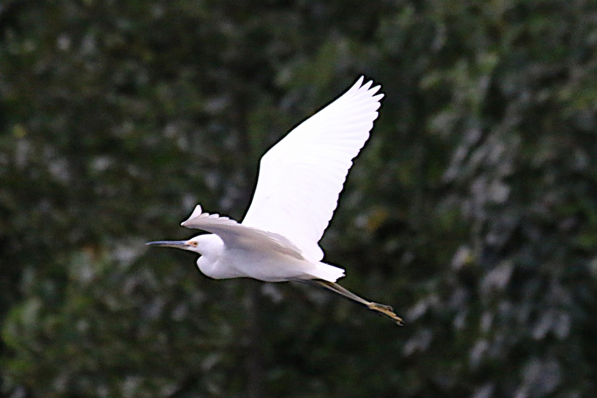 Little Egret (Australasian) - ML497249871