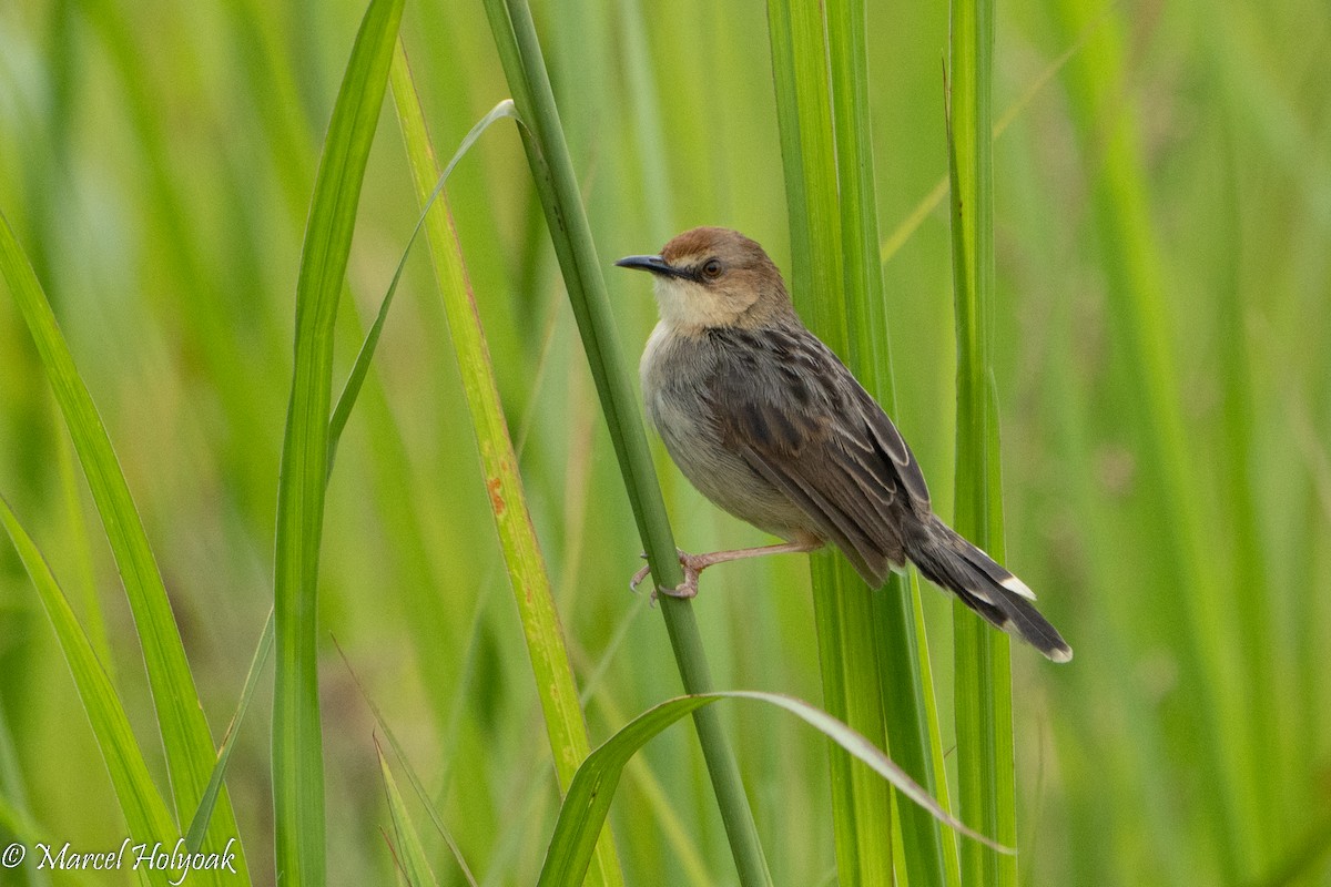 Carruthers's Cisticola - Marcel Holyoak